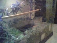 cage1