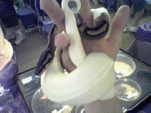 m.petros pied python