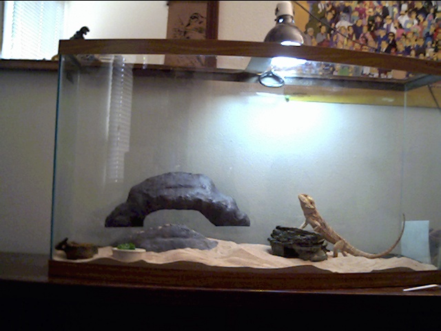 cleo my beardie