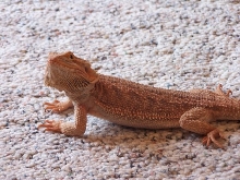 my female Dollar