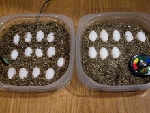 dollars eggs