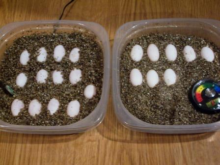 dollars eggs