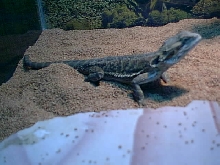 wheres my food