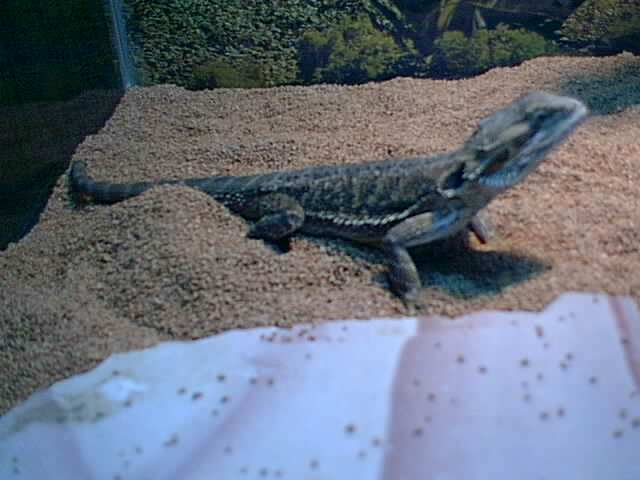 wheres my food