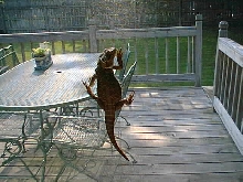 screen climber