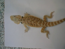 my female
