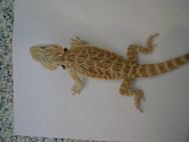 my female