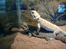 digger and dollar