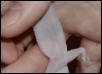 Gravid Gecko?