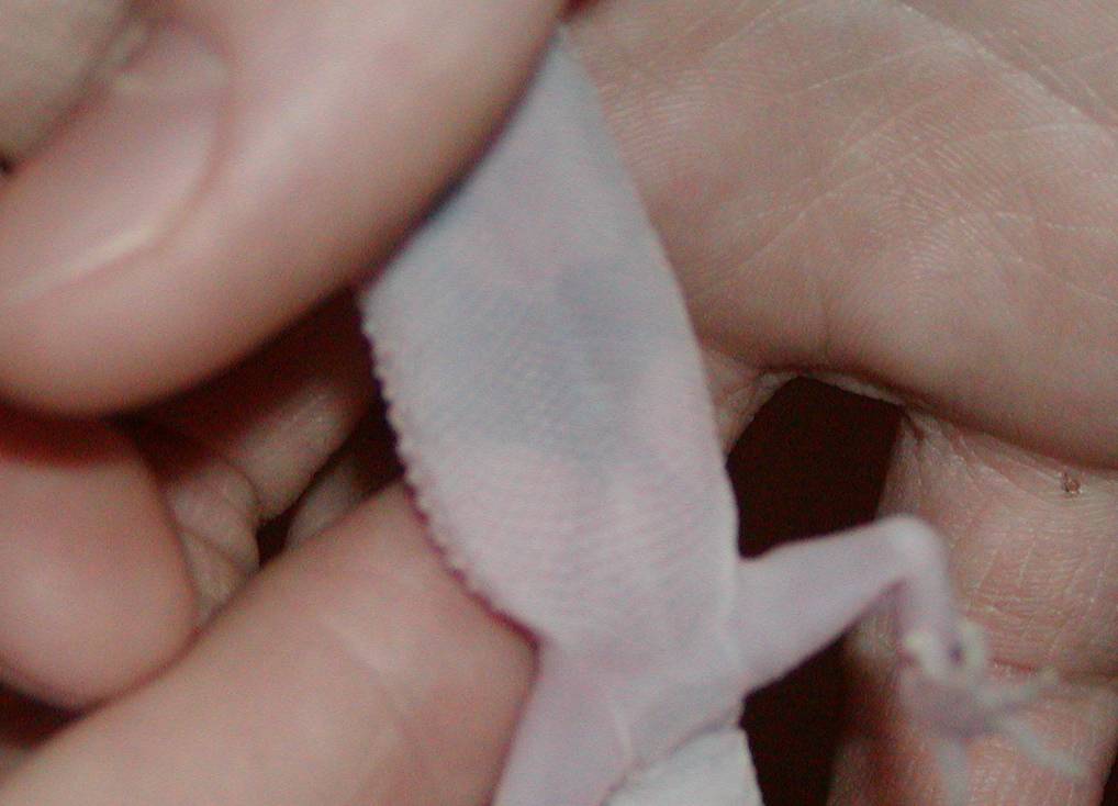 Gravid Gecko?