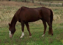 Laddie