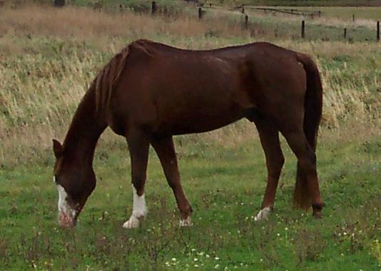 Laddie