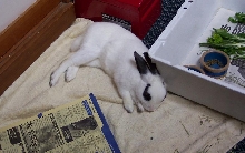 Twitch Sleeping