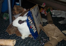 Twitch in a Tunnel