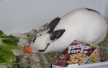 Twitch Eating