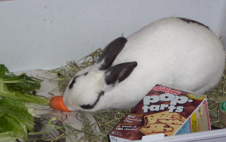 Twitch Eating