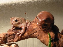 whites tree frogs