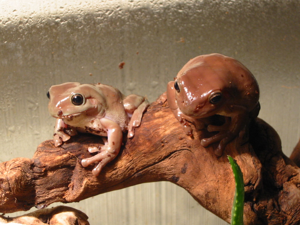 whites tree frogs