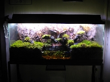 terrarium