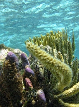 grand cayman