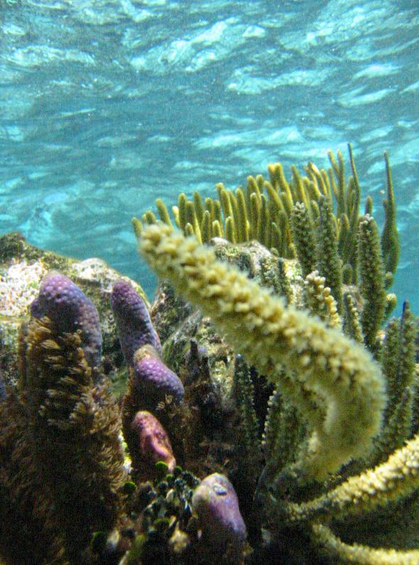 grand cayman