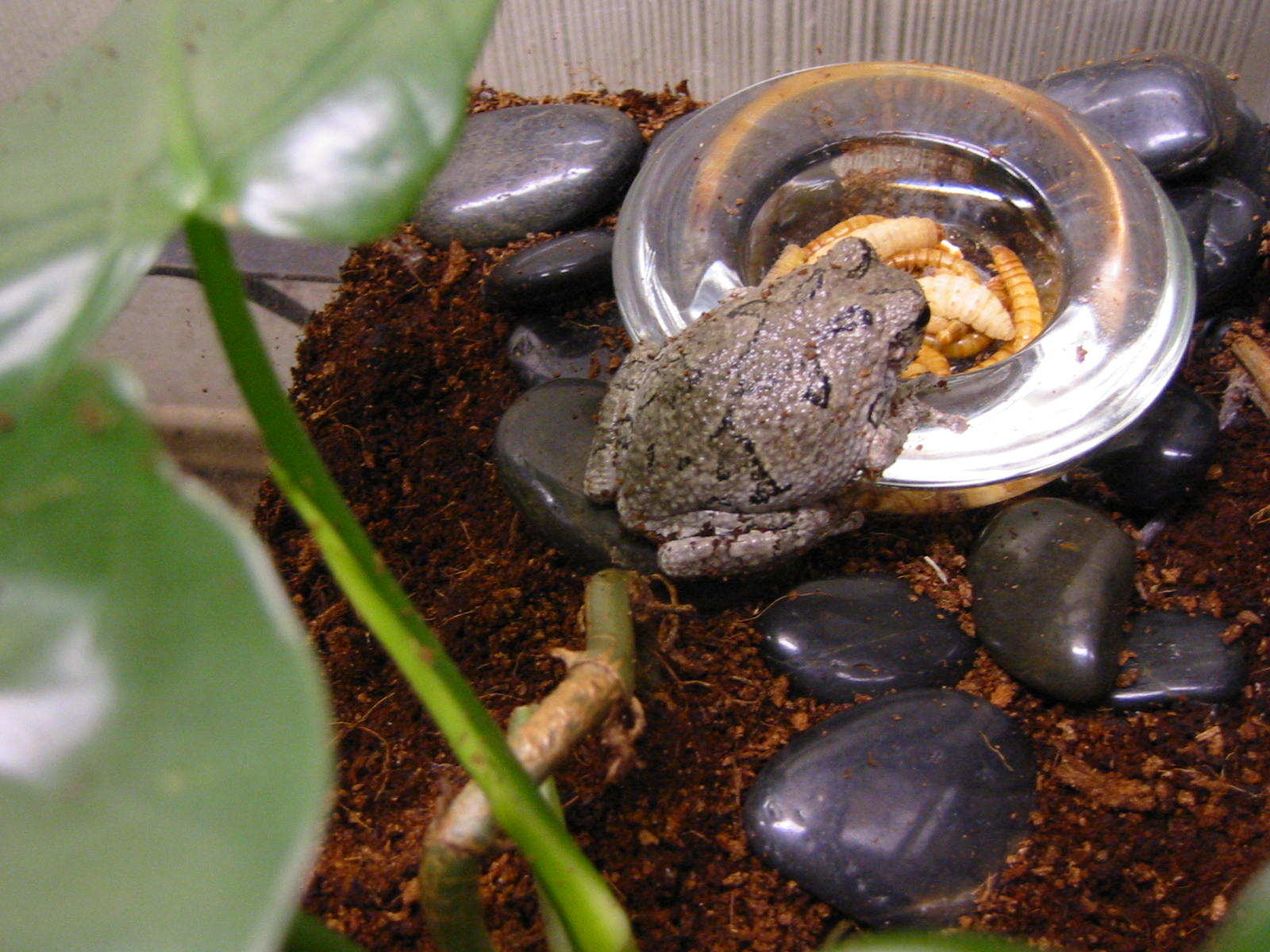 grey's tree frog