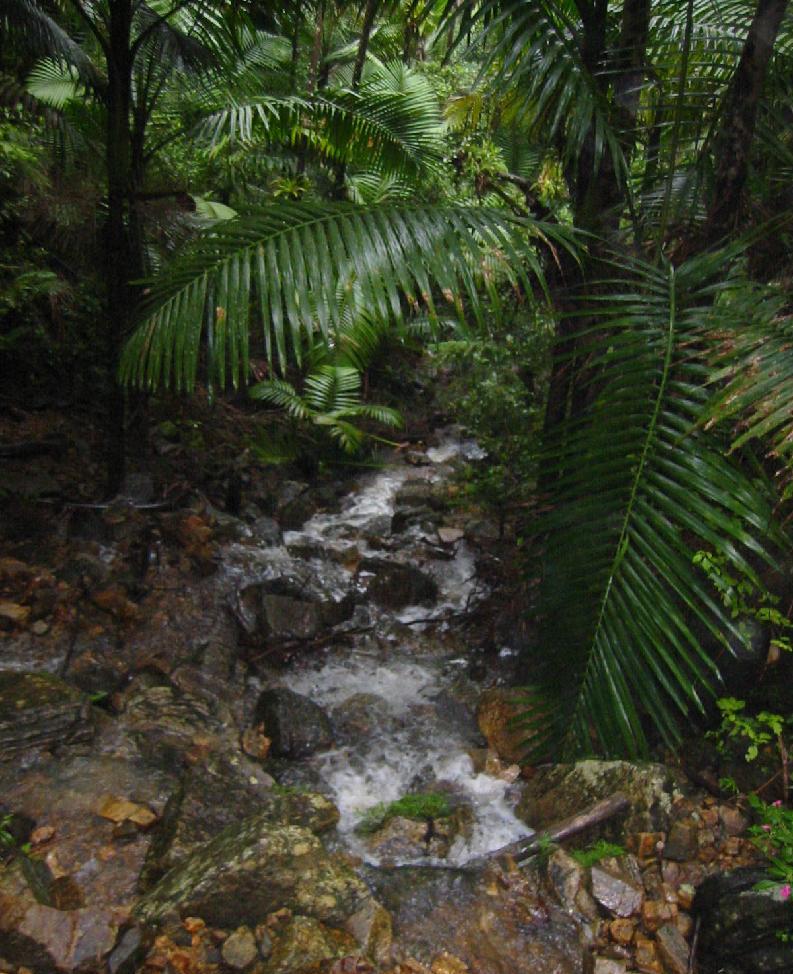 the rainforest