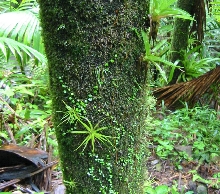 rainforest