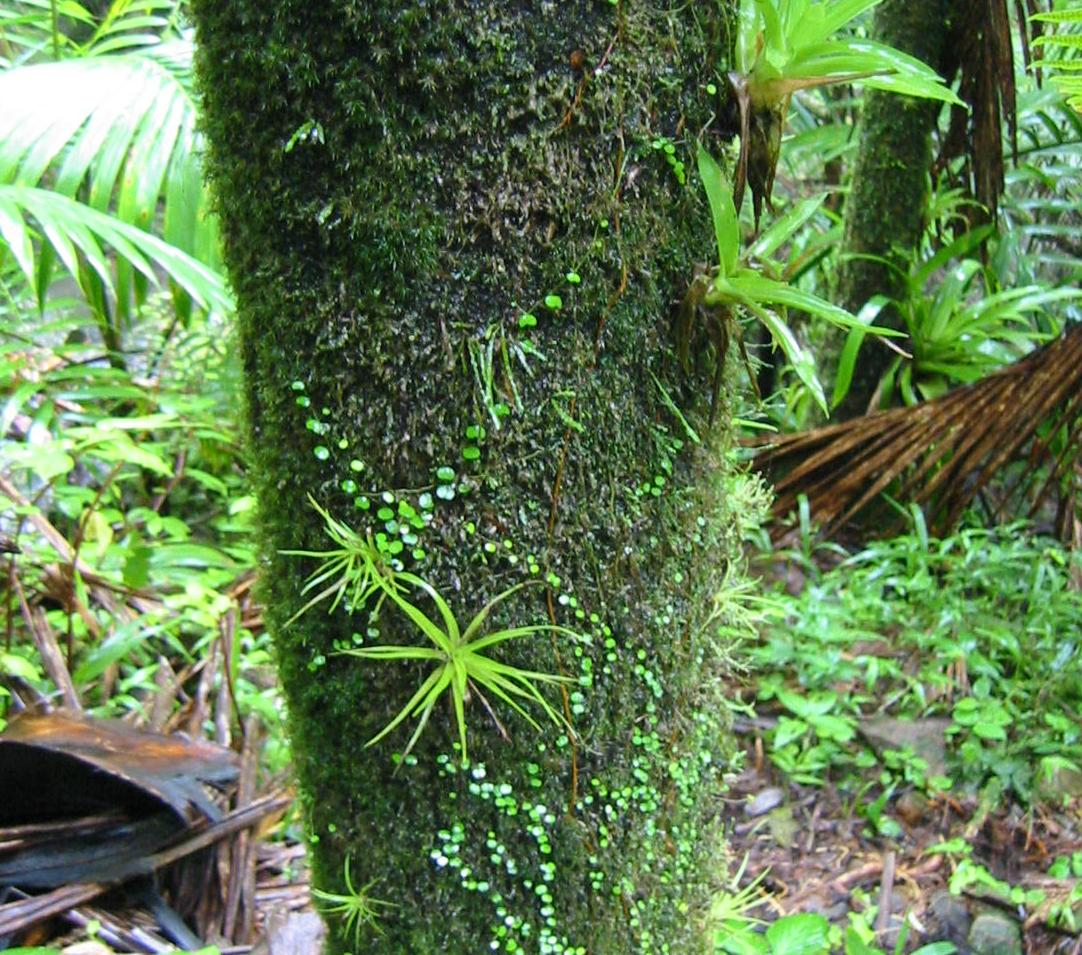 rainforest