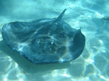 Stingray