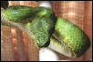 patternless emerald