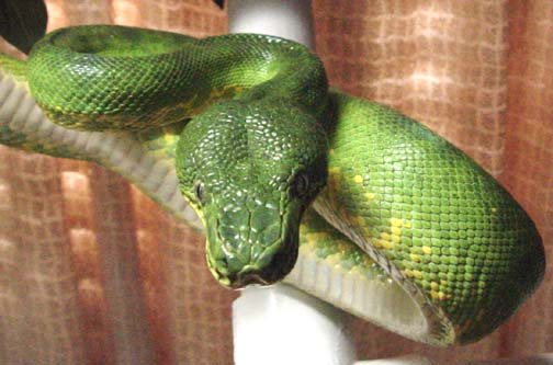 patternless emerald