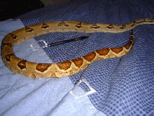 Hypo