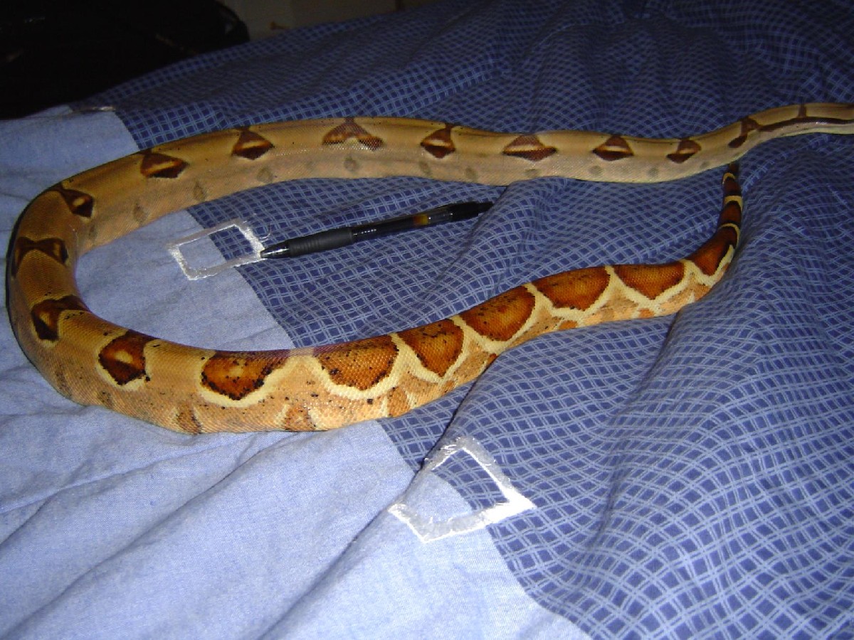Hypo