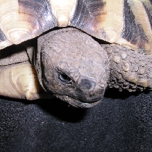 Buddy nose 1