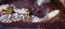 my new bull snake
