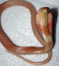 My Albino Monocled Cobra Female