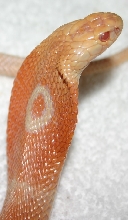 Pic 2 of my Albino Monocled Cobra