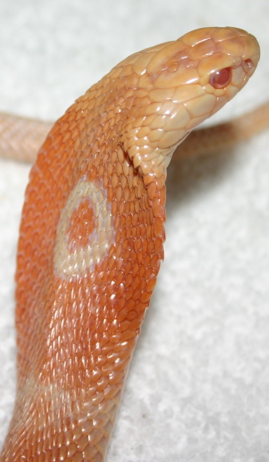 Pic 2 of my Albino Monocled Cobra