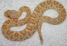 My new born Albino EDB