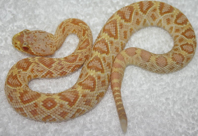 My new born Albino EDB