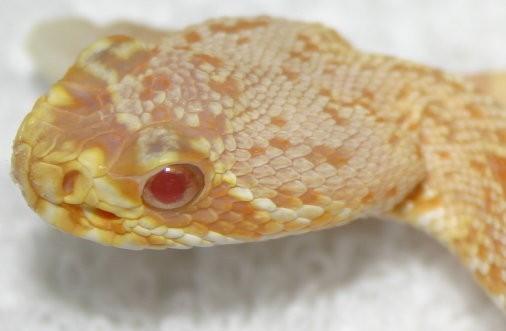 Head shot of my Amel EDB
