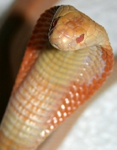 Albino Monacled head shot