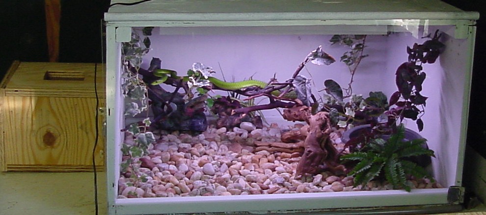 Mamba Enclosure