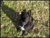 Buddy Mixed