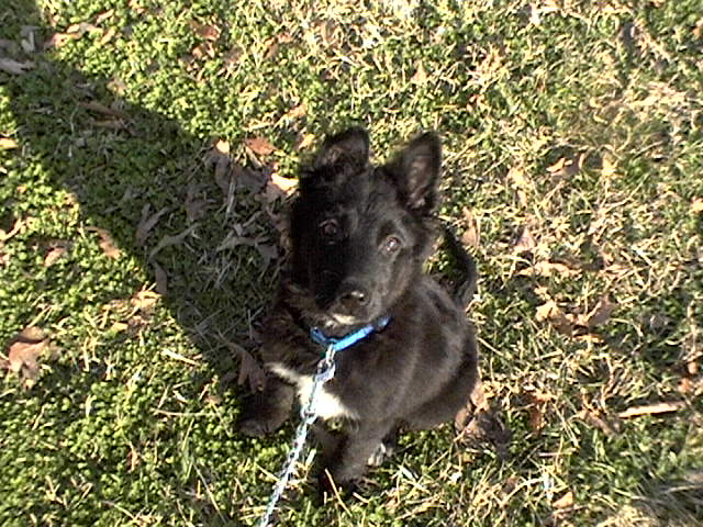 Buddy Mixed