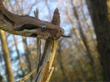 Male DH Snow Boa Constrictor
