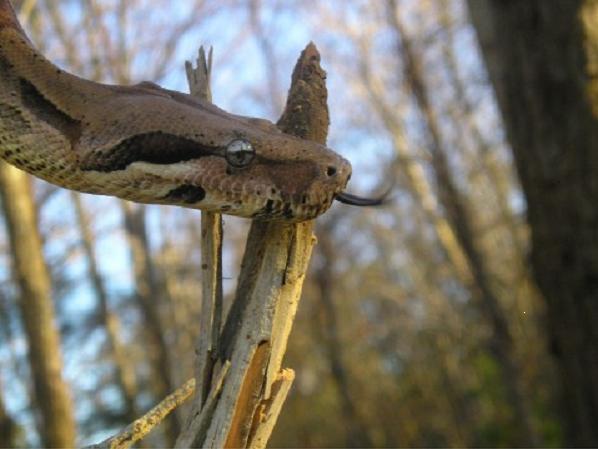 Male DH Snow Boa Constrictor