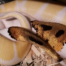 Albino 100% het pied x pied 66% het albino
