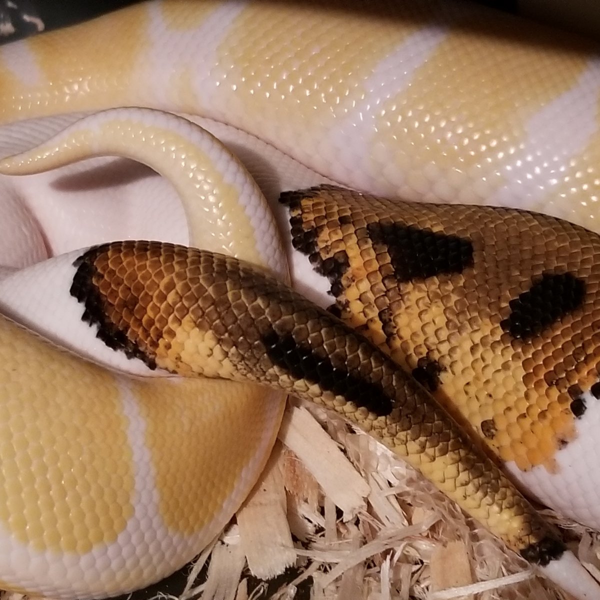 Albino 100% het pied x pied 66% het albino